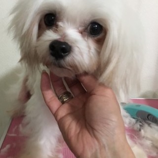 マルチーズのラスバブくん