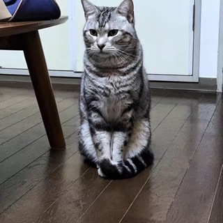 2歳アメショ里親募集中