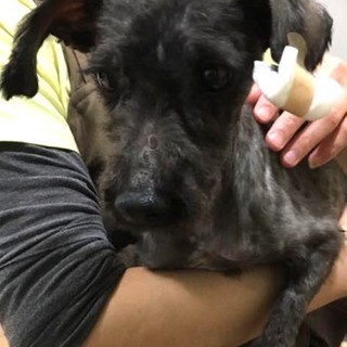 シュナウザーのパフィちゃん