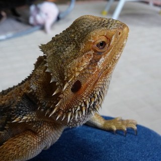 フトアゴヒゲトカゲ