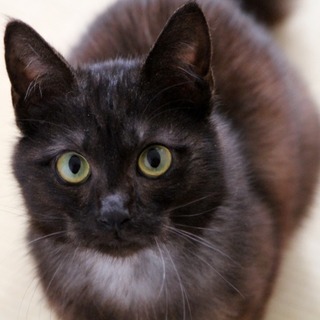 超甘えん坊なふわふわチョコスモーク・ボーイ