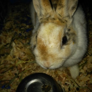 保護ウサギの子どもたち(続き)