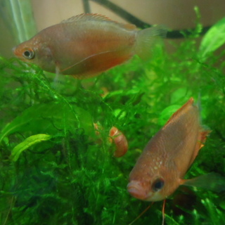 レッドグラミー　３匹