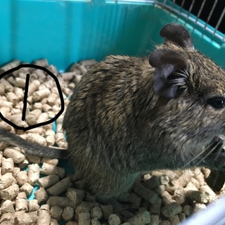 募集一時停止中