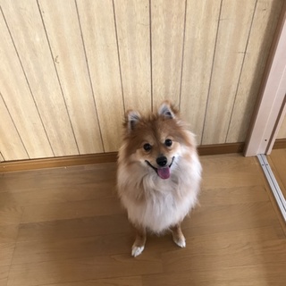 寂しがり屋の一歳ポメよんです。