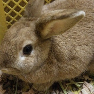 保護ウサギの子どもたち(続き)