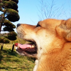 （仮名）West♂ 保護日記：嘘じゃないよ