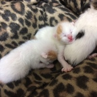 オレオ、ルドルフ、つむぎ