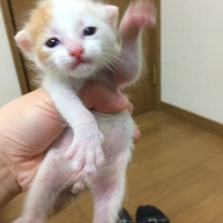 3匹の赤ちゃん猫