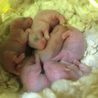 長毛×キンクマの赤ちゃん‼︎残り2匹です。