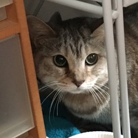 しろの