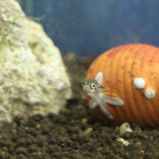 アベニーパファーです