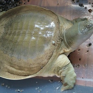 コイン大から育てたスッポンです。