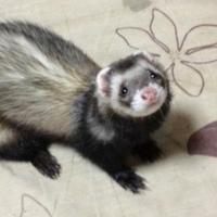 クック