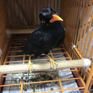 多くのご応募ありがとうございました、感謝です