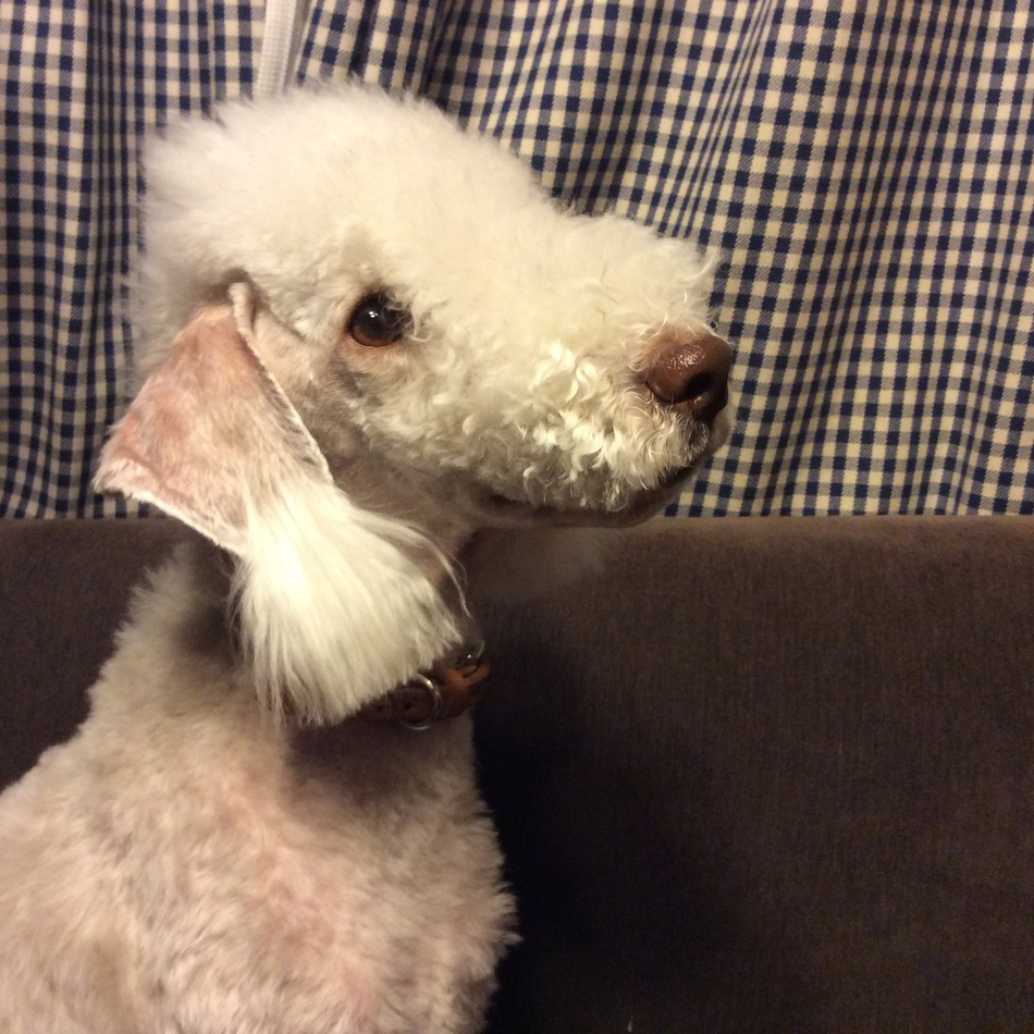 gooshaのカバー写真