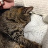 の写真