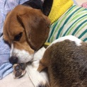 ビーグル1歳5ヶ月オス去勢済です