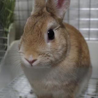 保護うさぎ(岐阜っ子)、なるちゃん