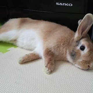 保護うさぎ(岐阜っ子)、ゆきむらくん