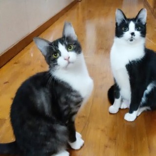 生後8か月の仲良し姉妹です。