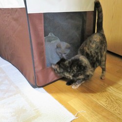 「網越しのふたり」サムネイル1