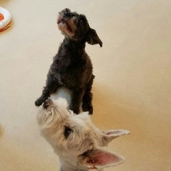 「保育園で、お見合いしたワン(^_-)-☆」サムネイル2