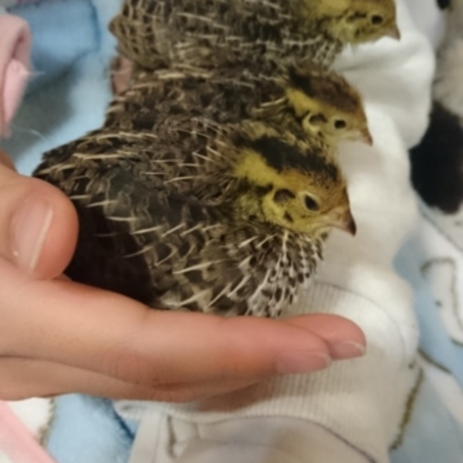 はおんとみさきのカバー写真