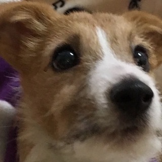 そらまめ君　トイレ◎　食べて寝て元気　足が少し弱い