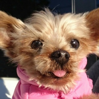 ジョイ君　地獄からピカピカ犬に変身！甘えん坊シニア