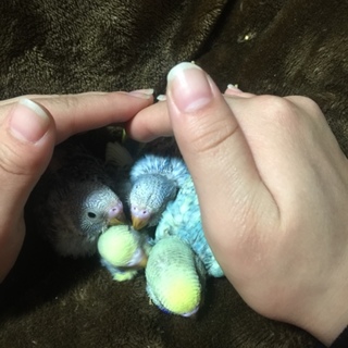 セキセイインコの赤ちゃん