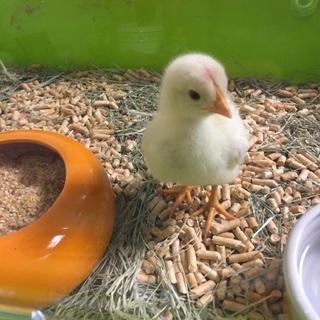 ボリスブラウンのオスです