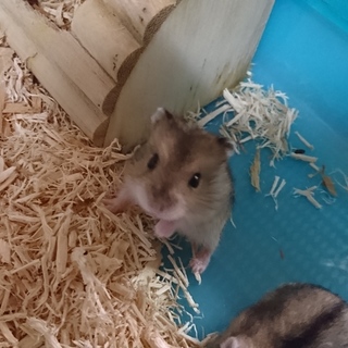ジャンガリアンハムスターの里親さがしてます
