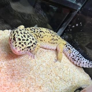 レオパードゲッコー里親募集（終了）
