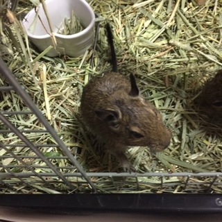 生後2か月のデグーベビー里親様募集