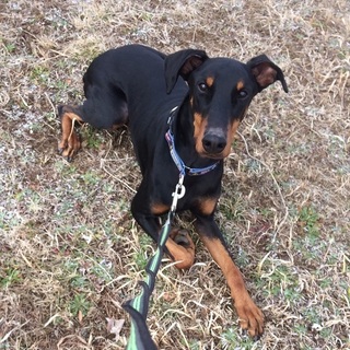 ドーベルマン ♂ 推定1才半 テン太