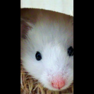 ロングヘアーのホワイトです。