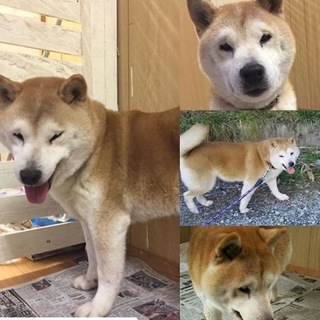 里親決定。サチちゃん