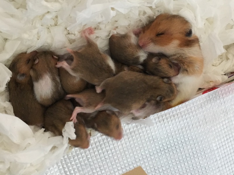 育児ノイローゼになるほど あんてぃさんのペットログ ペットのおうち 月間利用者150万人