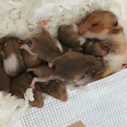 育児ノイローゼになるほどの鳴き声の理由