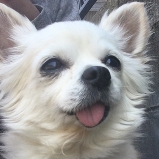 チワワ(クリーム)♂12歳の里親募集してます。