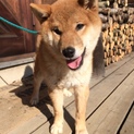 生後5ヶ月の純血柴犬プリッツくん