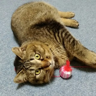 にゃん吉★人懐っこい男の子・推定1～2歳