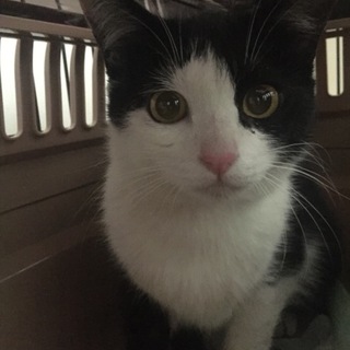 白黒女の子♀生後6ヶ月