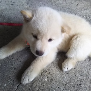 お母さんが守った3つの命の里親様を募集します。