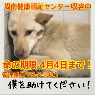 緊急‼︎期限は今日‼︎命を救ってください！！！