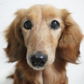 Mダックス・推定 10歳・仮名  蓮（れん）