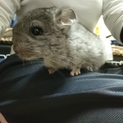 チンチラ（グレー）3月22日生まれ