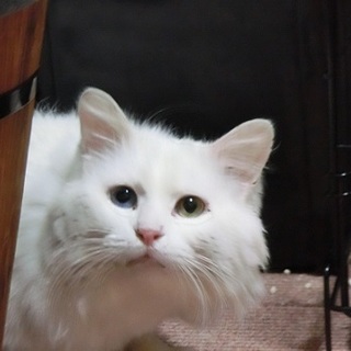 チンチラ？いいえ、なんちゃって！オッドアイのオラフ