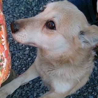 【感謝】おうち決定！センター推しワンみなみちゃん